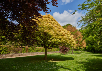 Early Autumn Trees This landscape photograph captures early autumn trees in Tapton Park, Chesterfield, United Kingdom, during the afternoon. The image showcases a scene rich with nature, with a variety of trees displaying green, yellow, and brown foliage spread across the park. The trees dominate the center of the photograph, while a stone wall borders the parkland in the midground. Sunlight bathes the area, highlighting the seasonal changes and casting shadows over the well-maintained grass, with patches of small white flowers visible. The clear blue sky with scattered clouds adds to the autumnal atmosphere of this United Kingdom landscape, emphasizing the tranquil natural setting of Tapton Park.